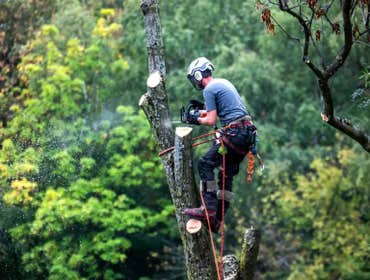 Photos by Fortress Tree Service Bellevue #1