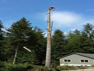 Photo(s) from Justin L Foss Tree Service