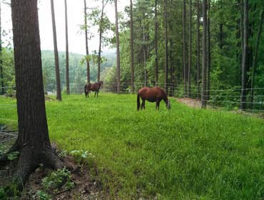 Berlin Horse Pasture 4