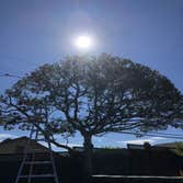 Photos by Encinal Tree Service Inc #3