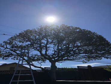 Photos by Encinal Tree Service Inc #3