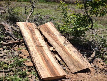 Photos by Scott's Stump Grinding and Tree Service #1