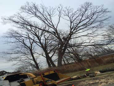 Photo(s) from Bonilla Tree Service Inc