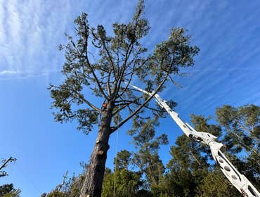 Photos by Cambria Pines Tree Service Inc #7