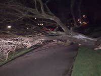 Photos by Elite Tree Care #1