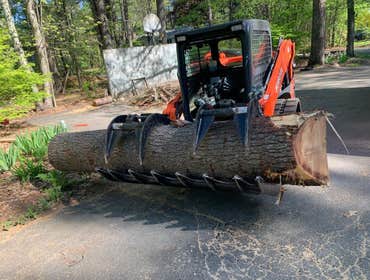 Photos by Marco Professional Tree Services #1