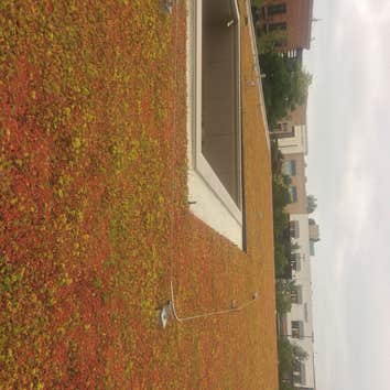 Photos by Dariotis Construction #1 Pedestal Paver Installation with landscaping
10,000 SF Green Roof