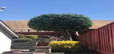Photos by Chavezm Tree Service #2