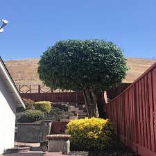 Photos by Chavezm Tree Service #2