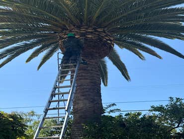 Photos by California Green Tree Care #1