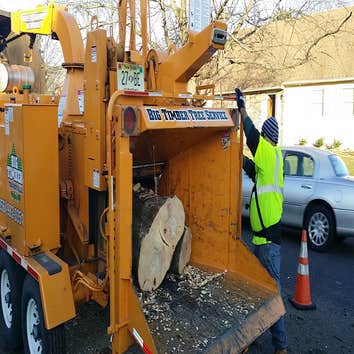 tree and stump removal projects