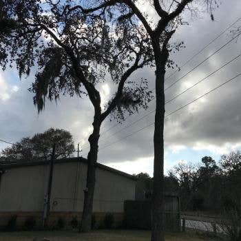 Highpoint Tree Care | Tree Service & Tree Removal Cypress