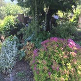 Flowering Shrubs