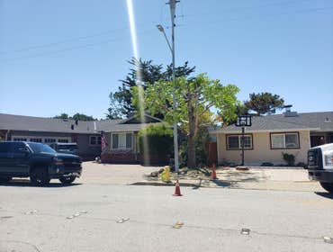 Photos by Moreno Tree Service #1