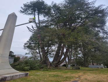 Photos by Hernandez Tree Services #20