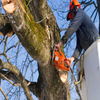 Heart of Georgia Tree Removal Solutions logo