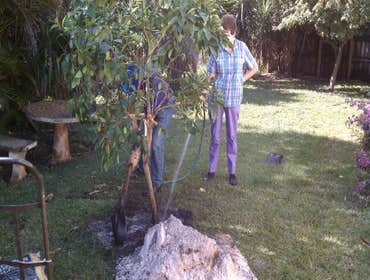 Tree installation