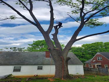 Photos by Hernandez Tree Services #1