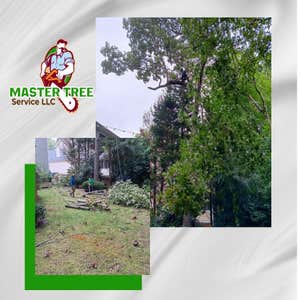 Photos by Master Tree Service LLC #8