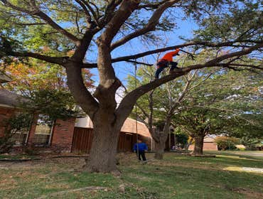 Photos by K-perez Tree Services #1