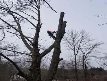 Photos by Fabian Tree Service LLC #1 Trees make the land livable. And yet, sometimes, they need removal, pruning, and stump grinding to clear the area 