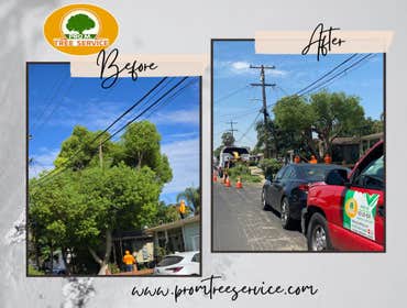 Photos by Pro M Tree Service #70