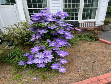 Photos by Hernandez ASSOC. Landscaping