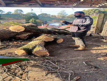 Photos by Ruiz Tree Service #7