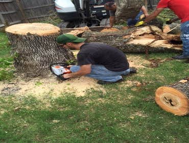 Photos from South Texas Tree of Life Tree S.Tx Tree of Life Tree Service