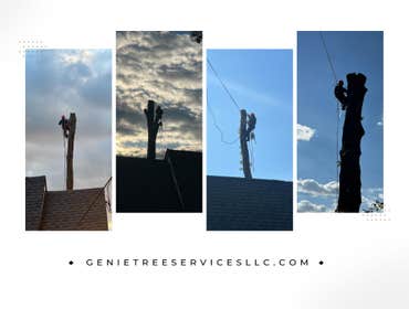 Photos by Genie Tree Services LLC #7
