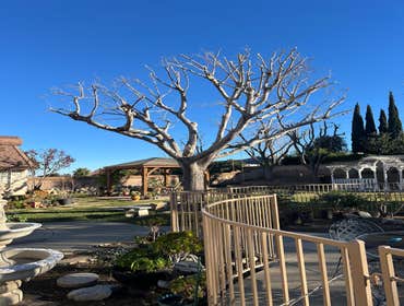 Photos by Master of Tree Care Services Inc #10