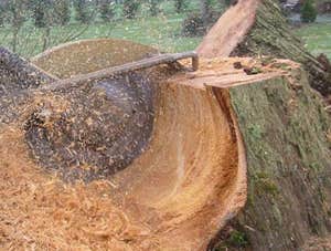 stump removal