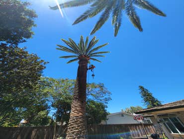 Photos by Chavezm Tree Service #21