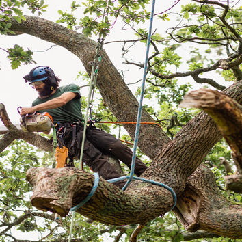 Sid Professional Tree Service LLC