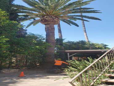Photos by Master of Tree Care Services Inc #8
