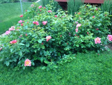 Long-blooming rose shrubs