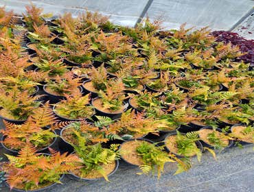 Photos by Evergreens Nursery Trees LLC #4