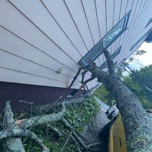Photos by Gonzalez Tree Service Inc #4