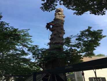 Photo(s) from Bonilla Tree Service Inc