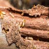 Heart of Dixie Termite Experts logo