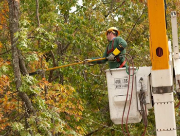 Photos by Bay Area Tree Co #1