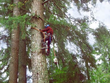 Photo(s) from Dominant Tree Service LLC