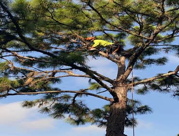 Photos by Arbobella Tree Service #1