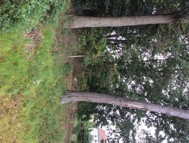 Tree Service South Jersey
