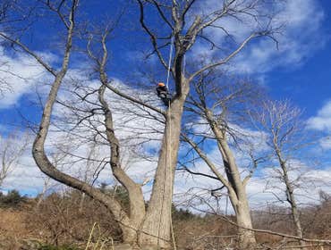 Photos by Fabian Tree Service LLC #1 Trees make the land livable. And yet, sometimes, they need removal, pruning, and stump grinding to clear the area 