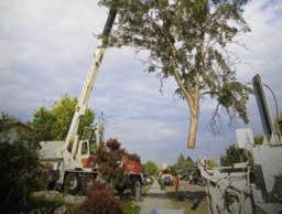 Photos by Arborsafe Tree Service #1