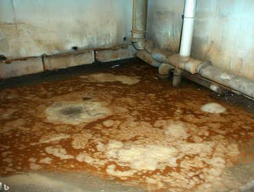 Photos by Elite Restoration Group #1 water damage restoration