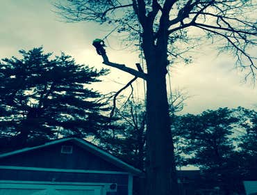 Tree Service South Jersey