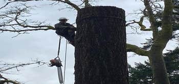 Photos by Dawkins Boys Tree Experts LLC #1
