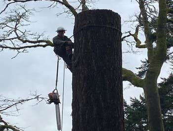Photos by Dawkins Boys Tree Experts LLC #1